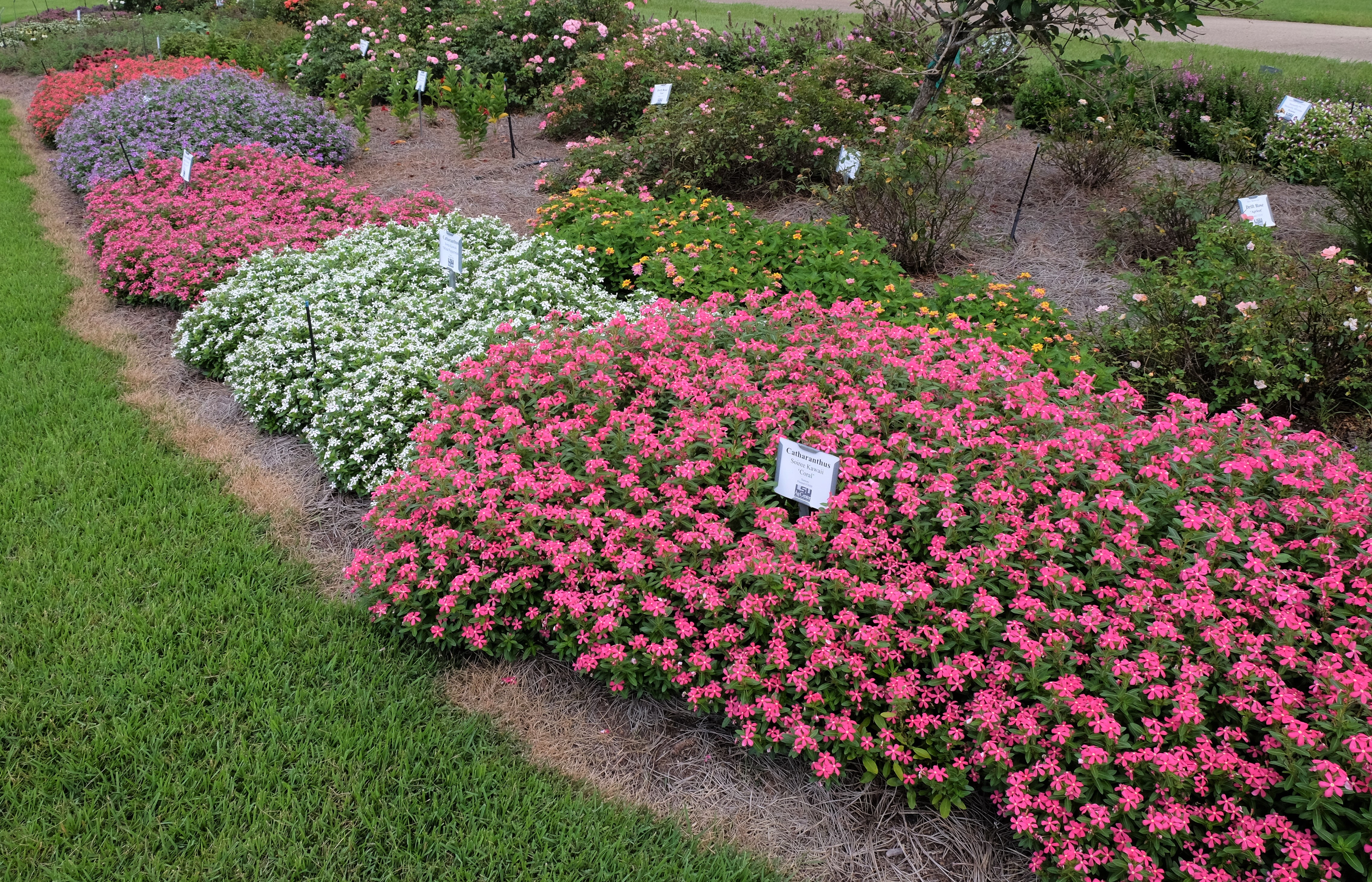 catharanthus overallJPG